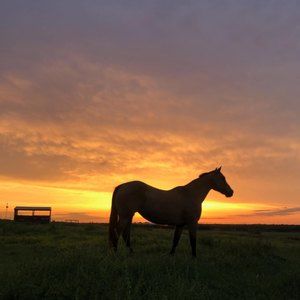 Meet your Posher, Mandi